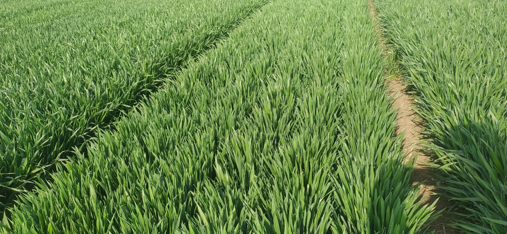 荃銀興大產(chǎn)品介紹-小麥