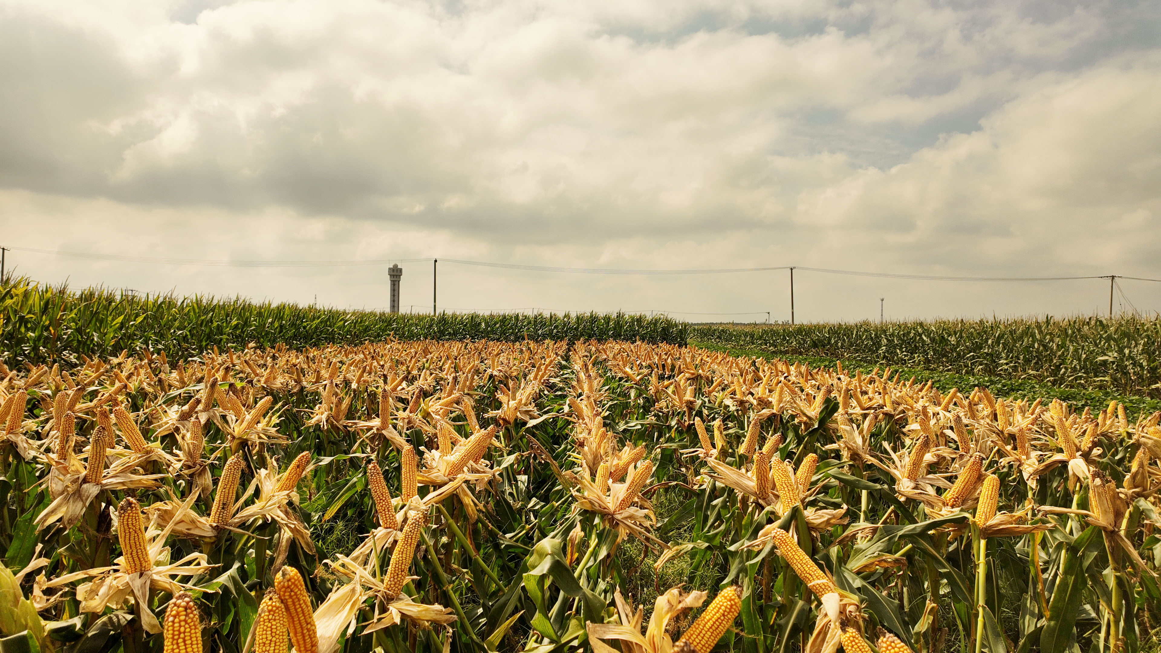 荃銀興大產(chǎn)品介紹-玉米